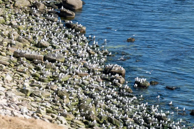 Kittiwake nesting sites in Ekkerøy Bird Sanctuary