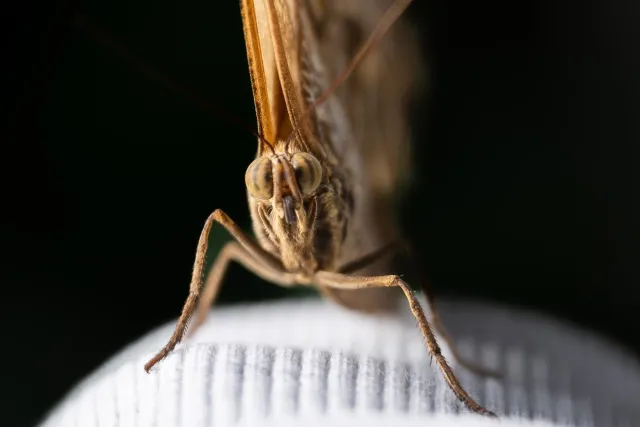 Bananenfalter (Caligo spec.)