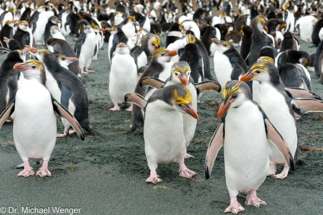 Royal penguins on Macquarie Island 