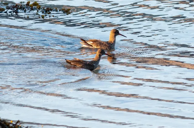 The Dance of the Redshanks