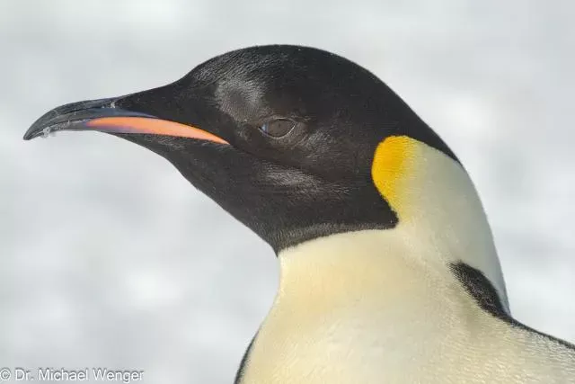 Emperor penguins (Aptenodytes forsteri)