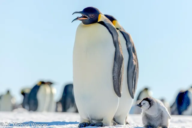 Emperor penguins (Aptenodytes forsteri)