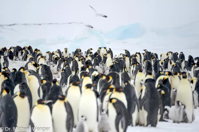 Emperor penguins (Aptenodytes forsteri)