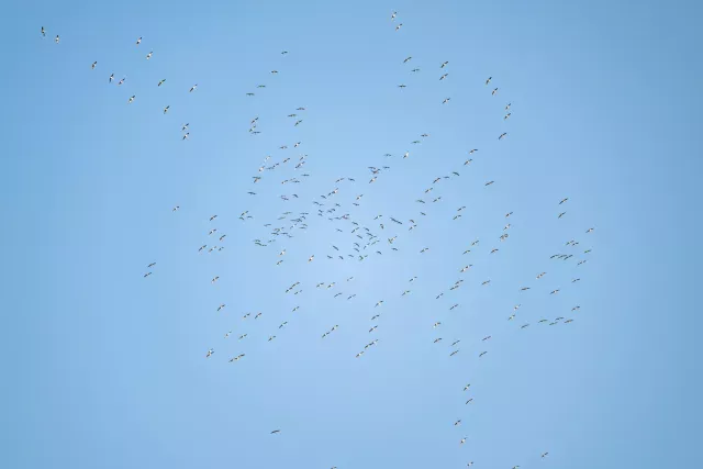 A swarm of cranes over the valley of the Hanfcreek