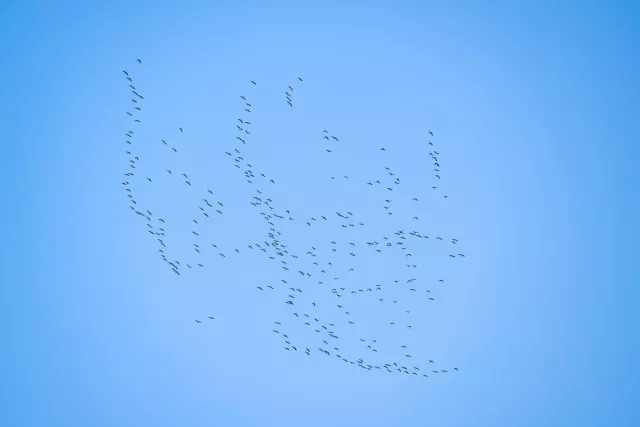 A swarm of cranes over the valley of the Hanfcreek