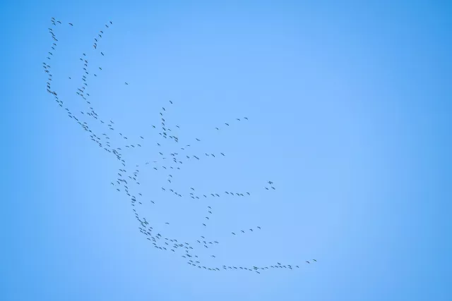 A swarm of cranes over the valley of the Hanfcreek