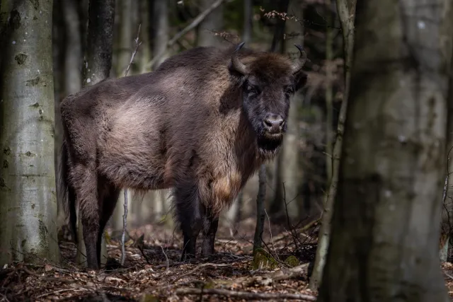 European bison on Bornholm