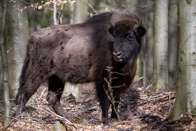 European bison on Bornholm