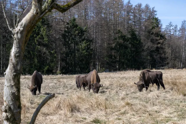 European bison on Bornholm