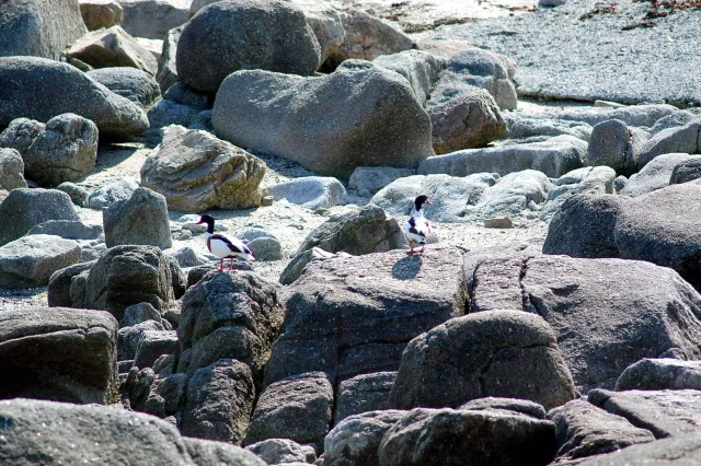 Shelducks in Brittany in 2005