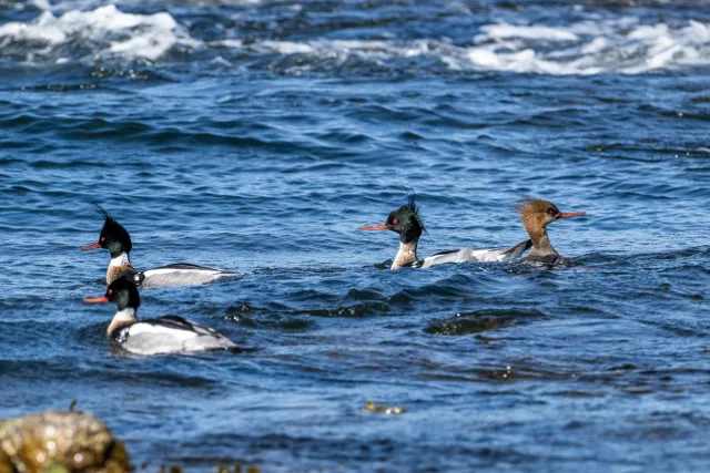 Mittelsäger (Mergus serrator) auf Bornholm