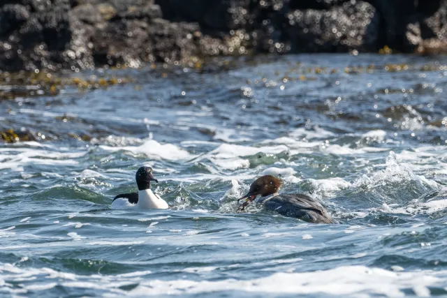 Common merganser (Mergus merganser) on the Baltic coast of Bornholm