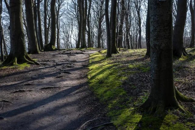 In den Buchenwäldern auf Rügen