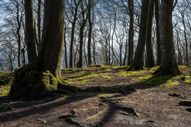 In the beech forests on Rügen