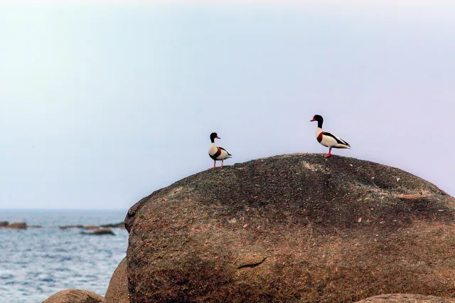 Shelducks in Brittany in 2005