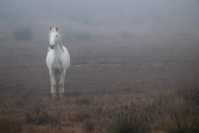 Wildpferd in der Camargue